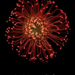 Meet your Posher, Tabitha